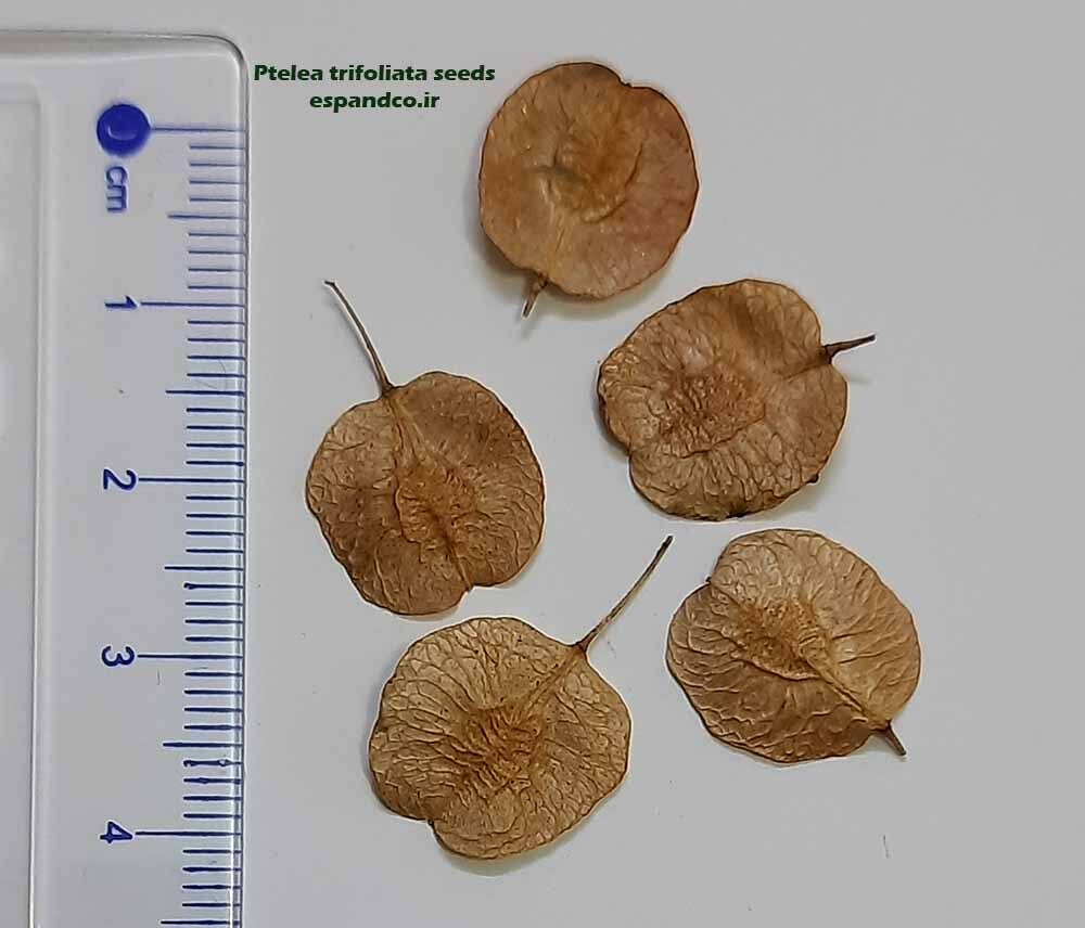 Ptelea trifoliata seeds 